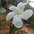 Post: #Featured flower lovers oh Dr life