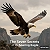 Article: The Seven Secrets of the Soaring Eagle